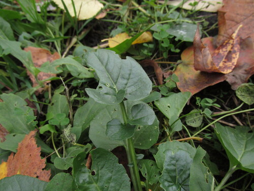 Barbarea vulgaris, 2026-10-18