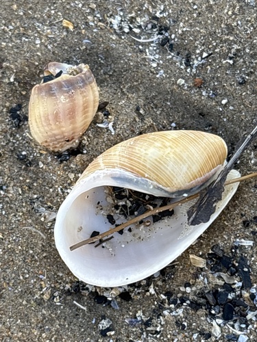 Scaphander lignarius observed 2026-10-19