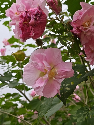 Cotton Rosemallow
