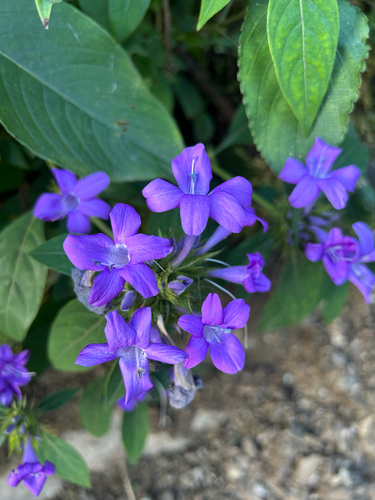 Barleria cristata observed 2026-10-18