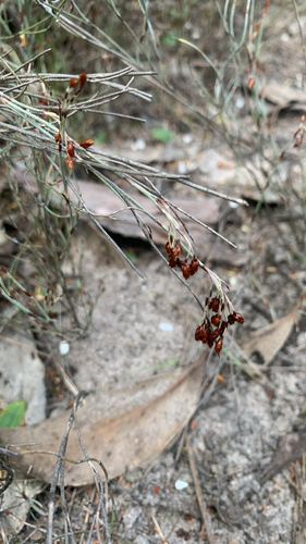 Hypolaena observed 2026-10-18
