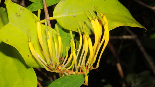 Dendrophthoe falcata observed 2026-10-17