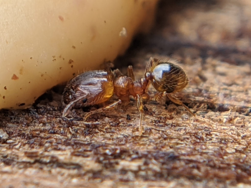 Navigating Big-headed Ant from Pāhoa, HI 96778, USA on May 26, 2020 at ...