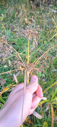 Scirpus sylvaticus, 2026-10-19