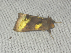 Diachrysia chrysitis