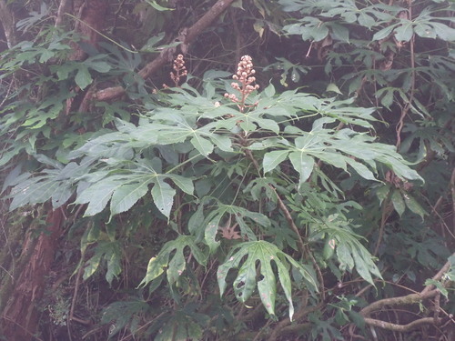 Fatsia polycarpa observed 2026-10-13