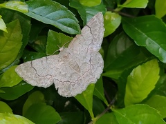 Pingasa ruginaria pacifica