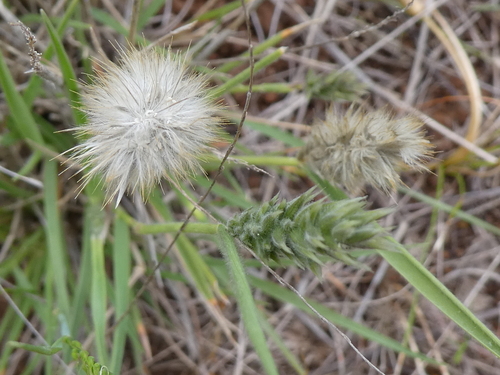 Enneapogon nigricans, 2026-10-13