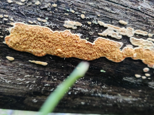 Pseudomerulius aureus