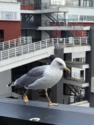 Yellow-legged Gull
