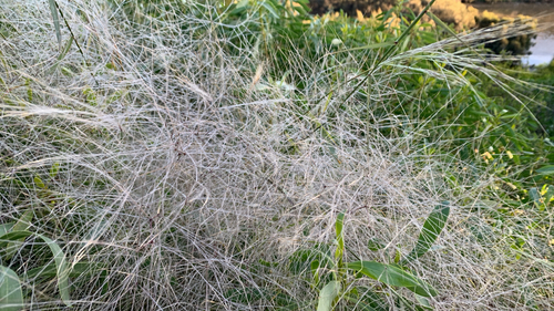 Austrostipa elegantissima observed 2026-10-19