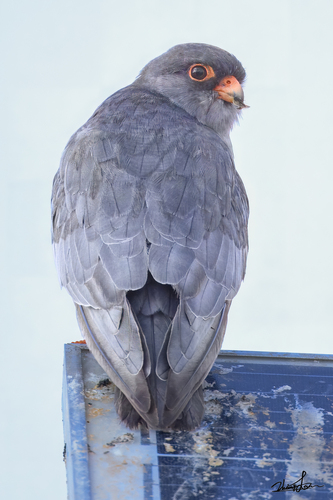 iNaturalist image