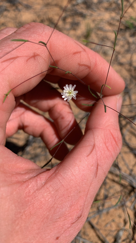 Siemssenia capillaris, 2026-10-11