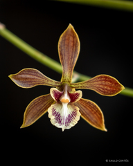 Encyclia spatella