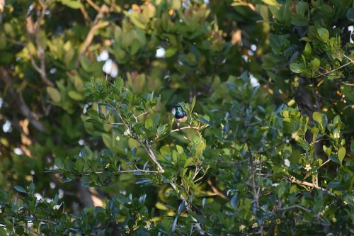 iNaturalist image