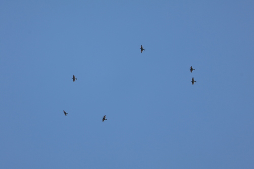 iNaturalist image
