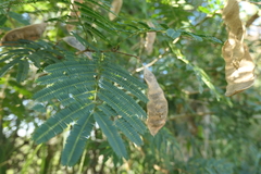 Senegalia bonariensis