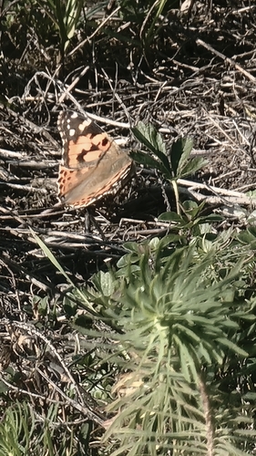 Painted Lady