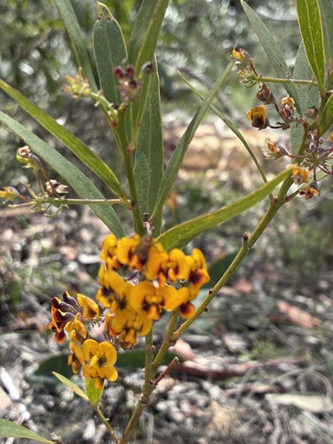 Daviesia corymbosa observed 2026-10-19