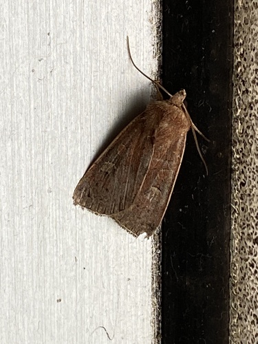 Square-spot Rustic