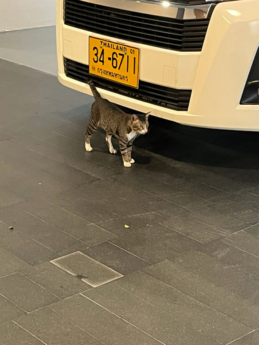 Domestic Cat