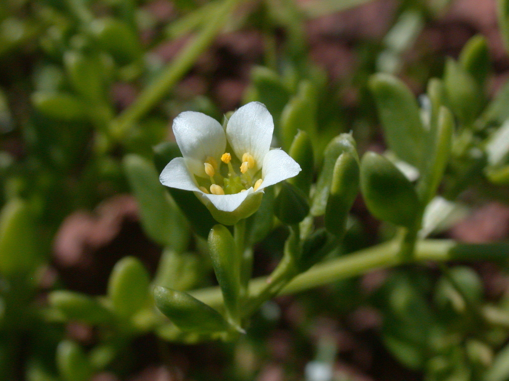 Roepera tesquorum