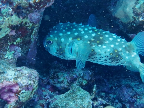 Cyclichthys spilostylus observed 2026-10-11