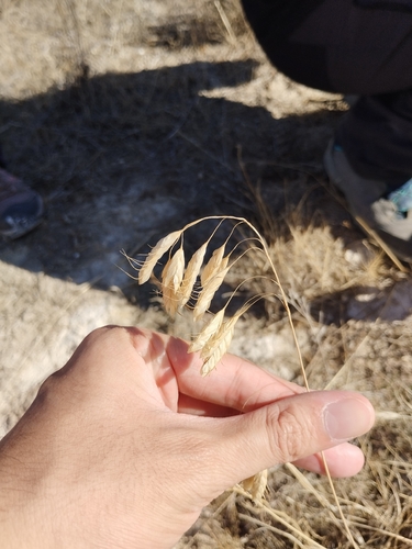 Bromus squarrosus observed 2026-10-15