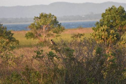 iNaturalist image