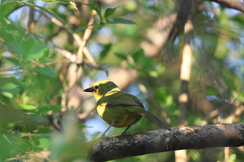 iNaturalist image