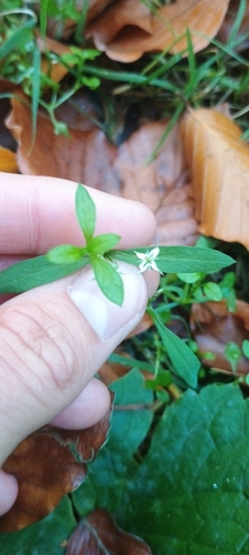 Stellaria alsine observed 2026-10-19