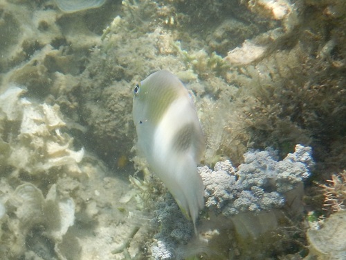 Dischistodus prosopotaenia observed 2026-10-16