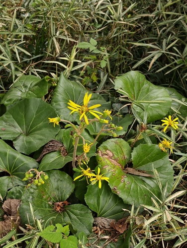 leopard-plant