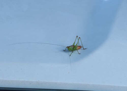 Long-horned Meadow Katydid