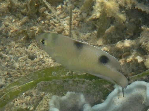 Dischistodus observed 2026-10-16