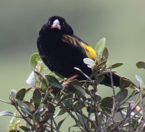 iNaturalist image