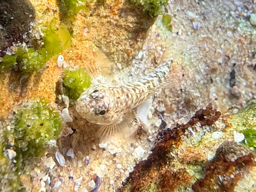 Bathygobius cocosensis observed 2026-10-19