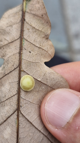 Common Spangle Gall Wasp