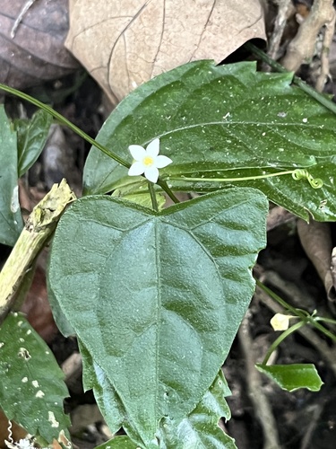 Zehneria observed 2026-10-19