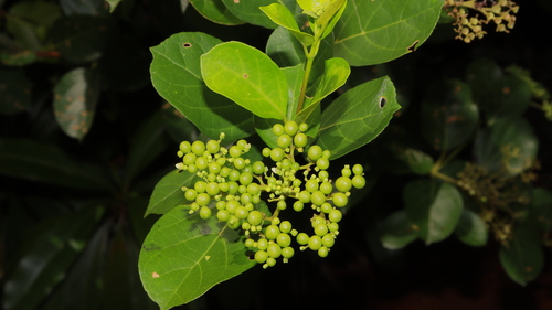 Premna serratifolia observed 2026-10-17