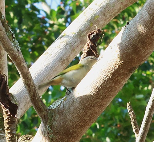 Chestnut-vented Conebill