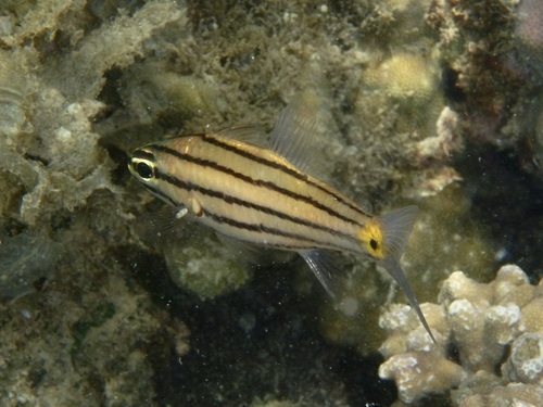 Cheilodipterus quinquelineatus observed 2026-10-16