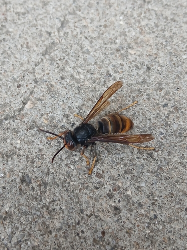 Vespa velutina nigrithorax