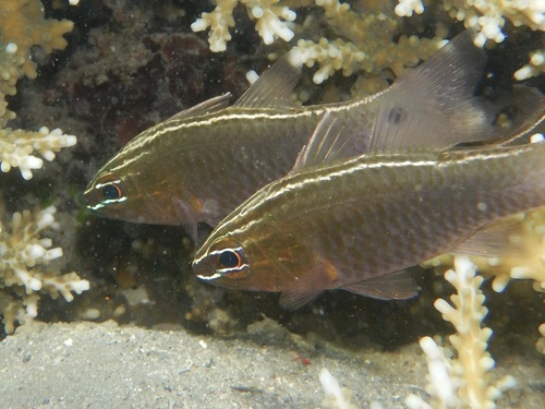 Ostorhinchus hartzfeldii observed 2026-10-16