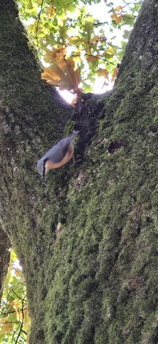 Eurasian Nuthatch