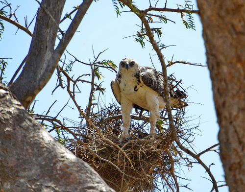 iNaturalist image