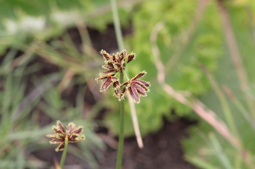 Cyperus vaginatus, 2026-10-19