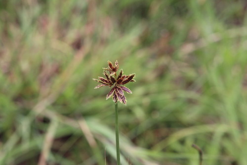 Cyperus vaginatus, 2026-10-19