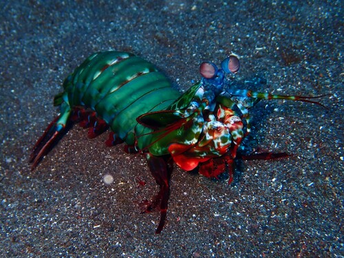 Odontodactylus observed 2026-10-19