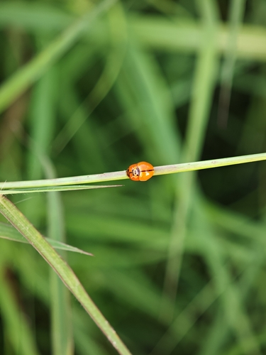 Discolored Lady Beetle